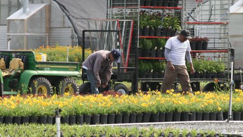 Extreme Heat Taking a Big Toll on Crops and Farmworkers