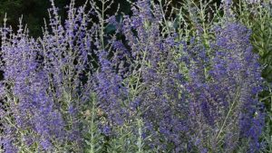 Perovskia atriplicifolia ‘Blue Steel’ (Kieft Seed)