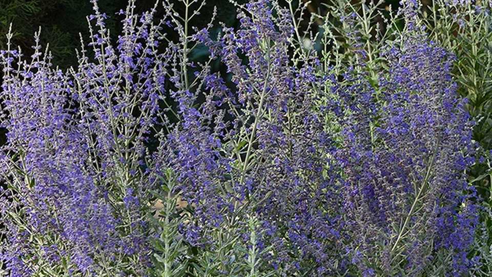 Perovskia atriplicifolia ‘Blue Steel’ (Kieft Seed)