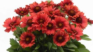 Gaillardia ‘Mesa Red’ (Kieft Seed)