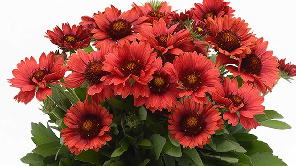 Gaillardia ‘Mesa Red’ (Kieft Seed)