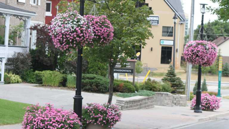 America In Bloom Project