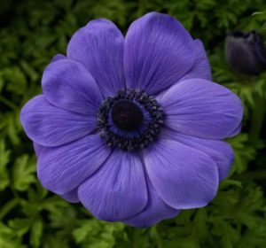 Anemone Harmony Series (Sakata Ornamentals) 