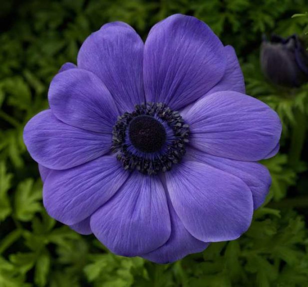Anemone Harmony Series (Sakata Ornamentals) 