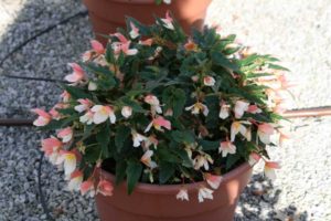 Begonia 'Bon Bon Cream' (Ball Ingenuity)