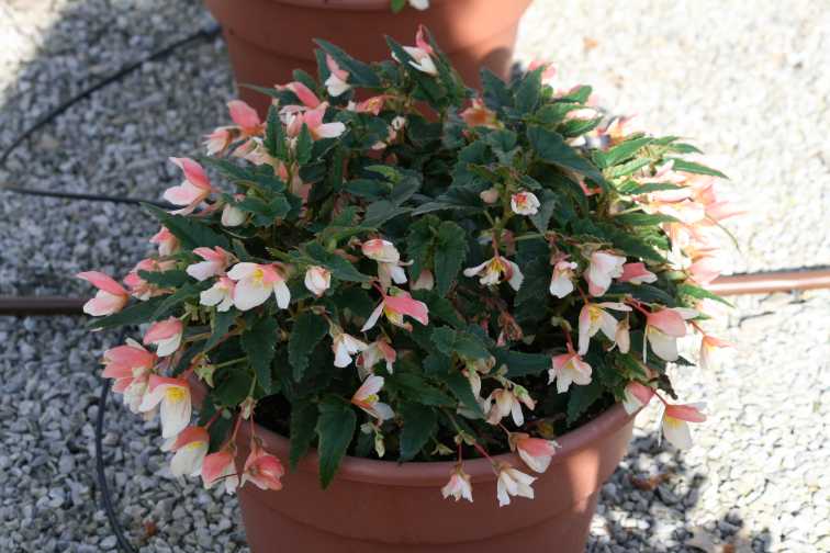 Begonia 'Bon Bon Cream' (Ball Ingenuity)