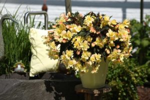 Begonia ‘Unbelievable Tweetie Pie’ (Dümmen Orange)