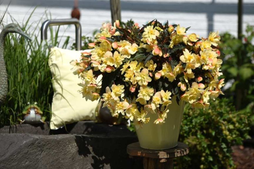 Begonia ‘Unbelievable Tweetie Pie’ (Dümmen Orange)