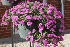 Calibrachoa 'MiniFamous Double Pink 17' (Selecta)