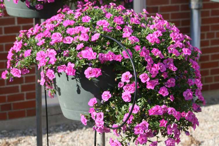 Calibrachoa 'MiniFamous Double Pink 17' (Selecta)