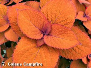 Coleus 'Campfire'