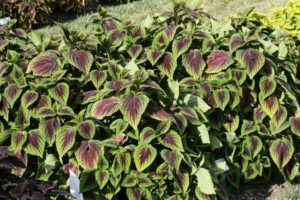 Coleus 'French Quarter' (Ball FloraPlant)