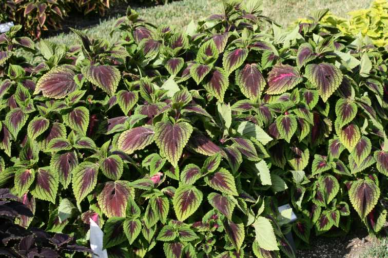 Coleus 'French Quarter' (Ball FloraPlant)