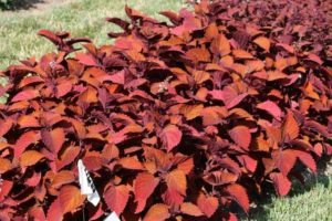 Coleus 'Inferno' (Ball FloraPlant)