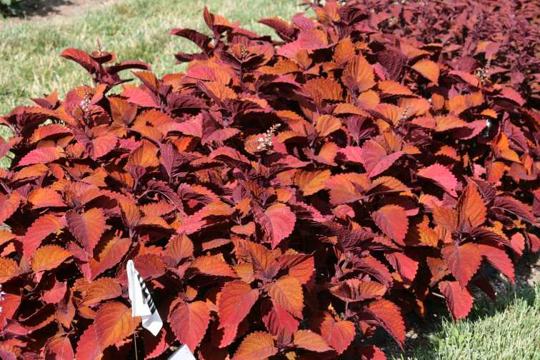 Coleus 'Inferno' (Ball FloraPlant)