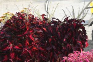 Coleus 'Kingswood Torch' (Dümmen Orange)