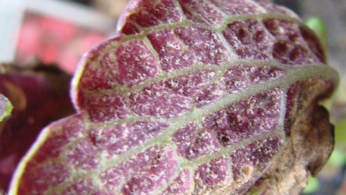New Bactericide/Fungicide from BioSafe Systems Helps Manage Foliar Diseases