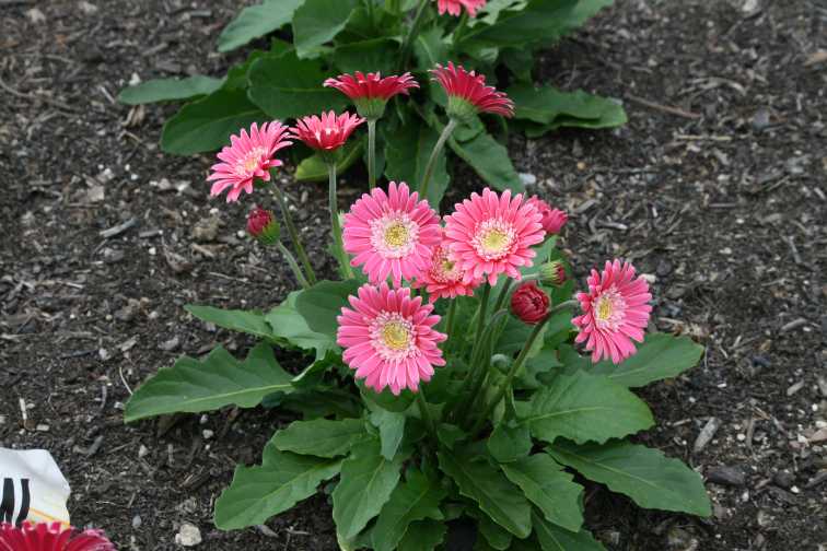 Gerbera 'Garvinea Sweet Memories' (Florist Holland)