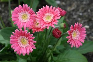 Gerbera 'Garvinea Sweet Memories' (Florist Holland)