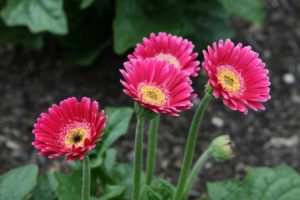 Gerbera 'Garvinea Sweet Spice' (Florist Holland)