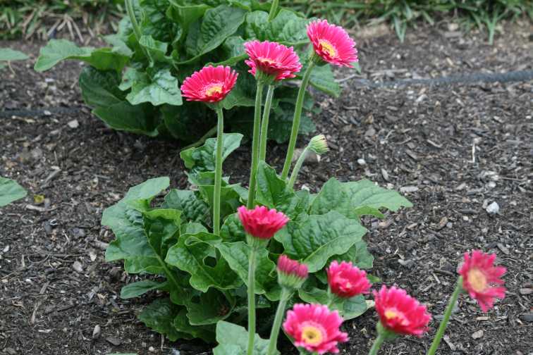 Gerbera 'Garvinea Sweet Spice' (Florist Holland)