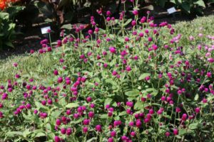 Gomphrena 'Pinball Purple' (Sakata Seed)