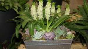 What’s New With Blooming Potted Plants