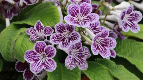 9 New Blooming Potted Plants To Jazz Up The Home And Garden
