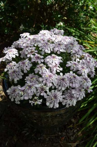 Iberis ‘Sweetie Pie’ (Plants Nouveau)