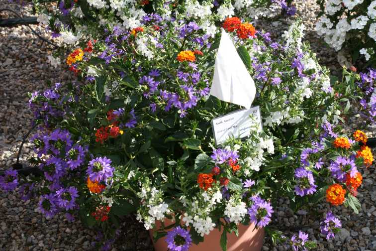 Kwik Kombo Grand Final Mix (Syngenta Flowers)