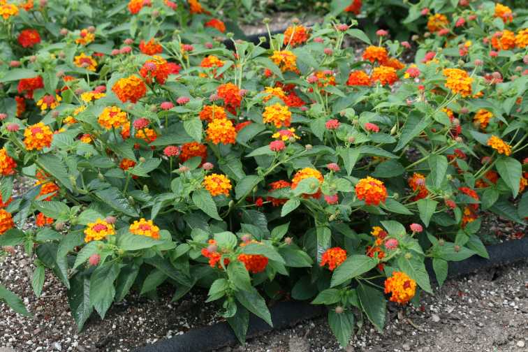 Lantana 'Lucky Red' (Ball FloraPlant)