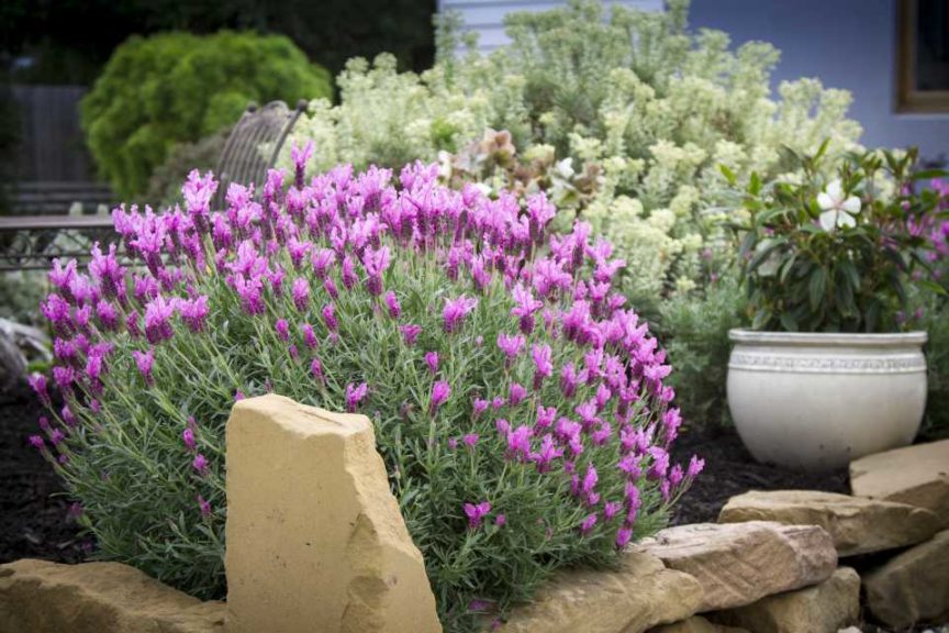 Lavandula stoechas ‘The Princess’ (Plants Nouveau) 