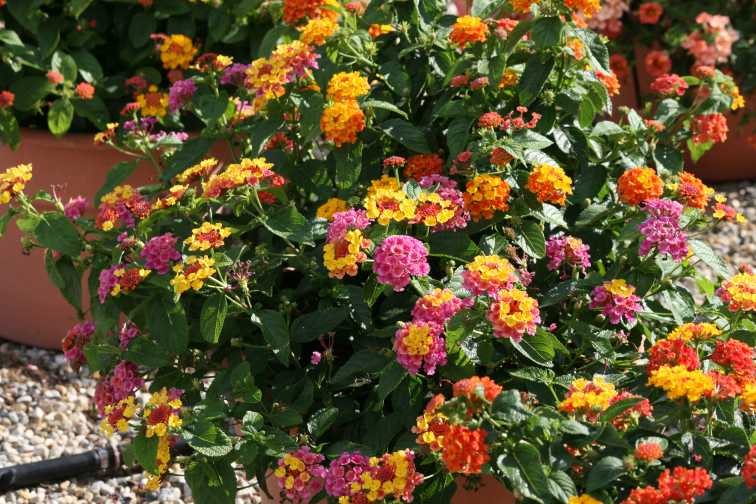 MixMasters Feelin' Lucky (Ball FloraPlant)
