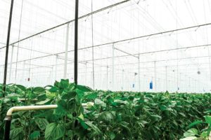 NatureFresh Greenhouse Peppers Ontario Greenhouse Vegetable