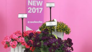 New & Improved: Old-Fashioned Buzzwords Still Motivate Consumers