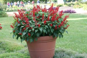 Large Container Display