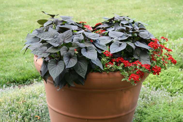 Large Container Display