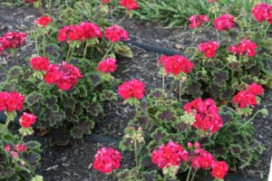 Pelargonium 'Brocade Cherry Night' (Dümmen Orange)