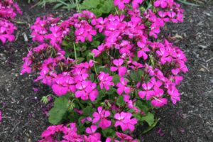 Pelargonium 'Lavender Improved' (Syngenta Flowers)