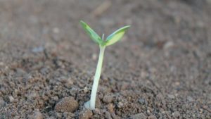 Penn State University Offers Recipe For Potting Media