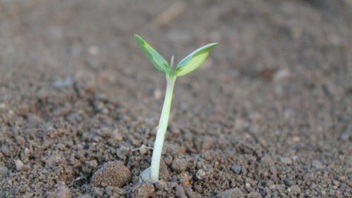 Penn State University Offers Recipe For Potting Media