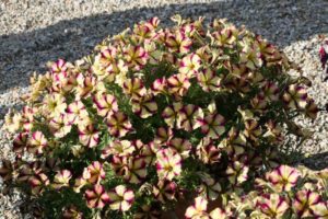 Petunia 'Crazytunia Bouquet Burgundy Star' (Westhoff)