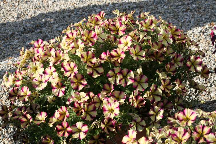 Petunia 'Crazytunia Bouquet Burgundy Star' (Westhoff)