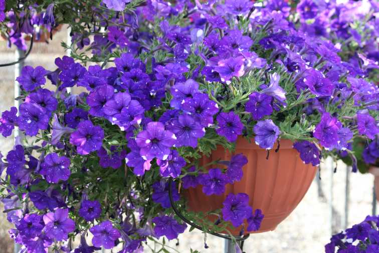 Petunia 'Night Sky' (Selecta)