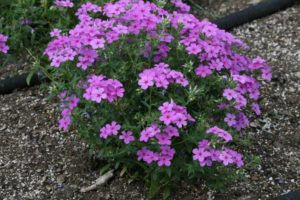 Phlox 'Gisele Light Violet' (Selecta)