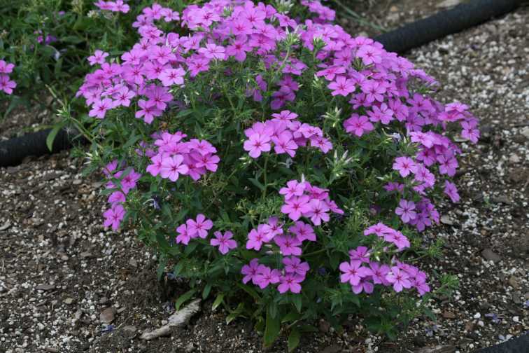 Phlox 'Gisele Light Violet' (Selecta)