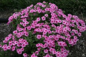 Phlox 'Gisele Pink' (Selecta)