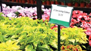 Why Don’t We Know More About Pricing Plants?