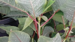 Tips For Successful Late-Season Whitefly Control