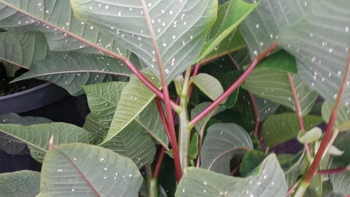 Tips For Successful Late-Season Whitefly Control